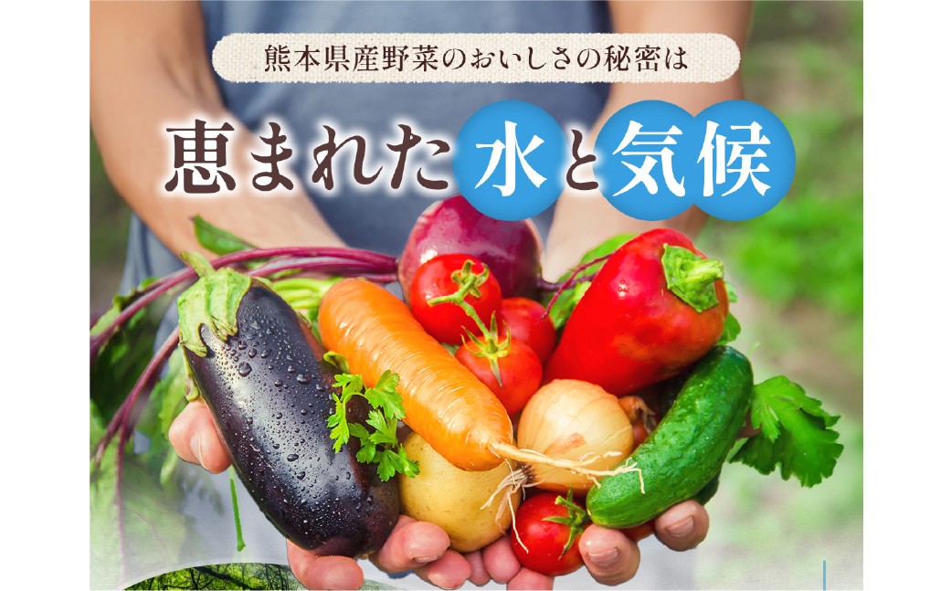 熊本県 10品目 野菜 セット 6ヶ月 定期便