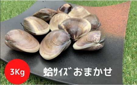 はまぐり 地元漁師が厳選 天然蛤 3kg入り はまぐり