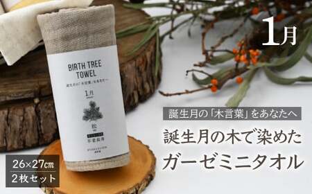 1月「松」の木言葉「不老長寿」 BIRTH TREE TOWEL |  ガーゼ ガーゼ ガーゼ ガーゼ ガーゼタオル ガーゼハンカチ タオル ハンカチ ふわふわ 草木染 染め RYOKUSUIEN 緑酔園 埼玉県 草加市 草加
