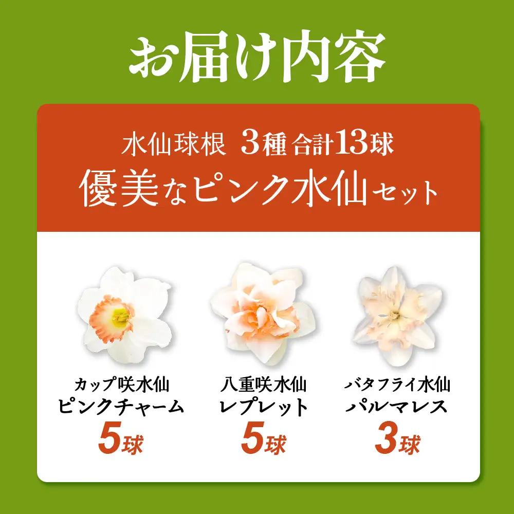 【期間限定】水仙球根 優美なピンク水仙セット３種13球  花 フラワー 園芸 ガーデニング 植物 高品質 送料無料