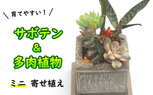 
サボテン＆多肉植物の寄せ植え【ミニ白ポット】 ／ インテリア 植物 ギフト おしゃれ 彩花園
