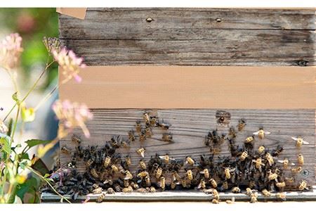 【先行予約】日本蜜蜂 ミツロウ 2kg 【2026年6月中旬以降順次発送】《壱岐市》【憲ちゃんハチミツ】[JCL014] 蝋燭 蜜蝋 ロウソク ろうそく 日本蜜蜂 ギフト プレゼント 贈り物 9700