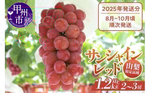 クール配送 山梨県限定品種 サンシャインレッド 合計1.2kg以上【2025年発送】（MS）D-127 【サンシャインレッド ぶどう 葡萄 ブドウ 令和7年発送 期間限定 山梨県産 甲州市 フルーツ 果物 クール便】
