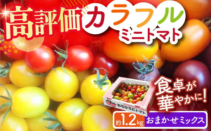 
            おまかせMIX カラフル ミニトマト 約1.2kg トマト ミニ トマト プチトマト とまと ミニとまと【小値賀町】《りんたろうふぁ～む》 [DAE002]
          