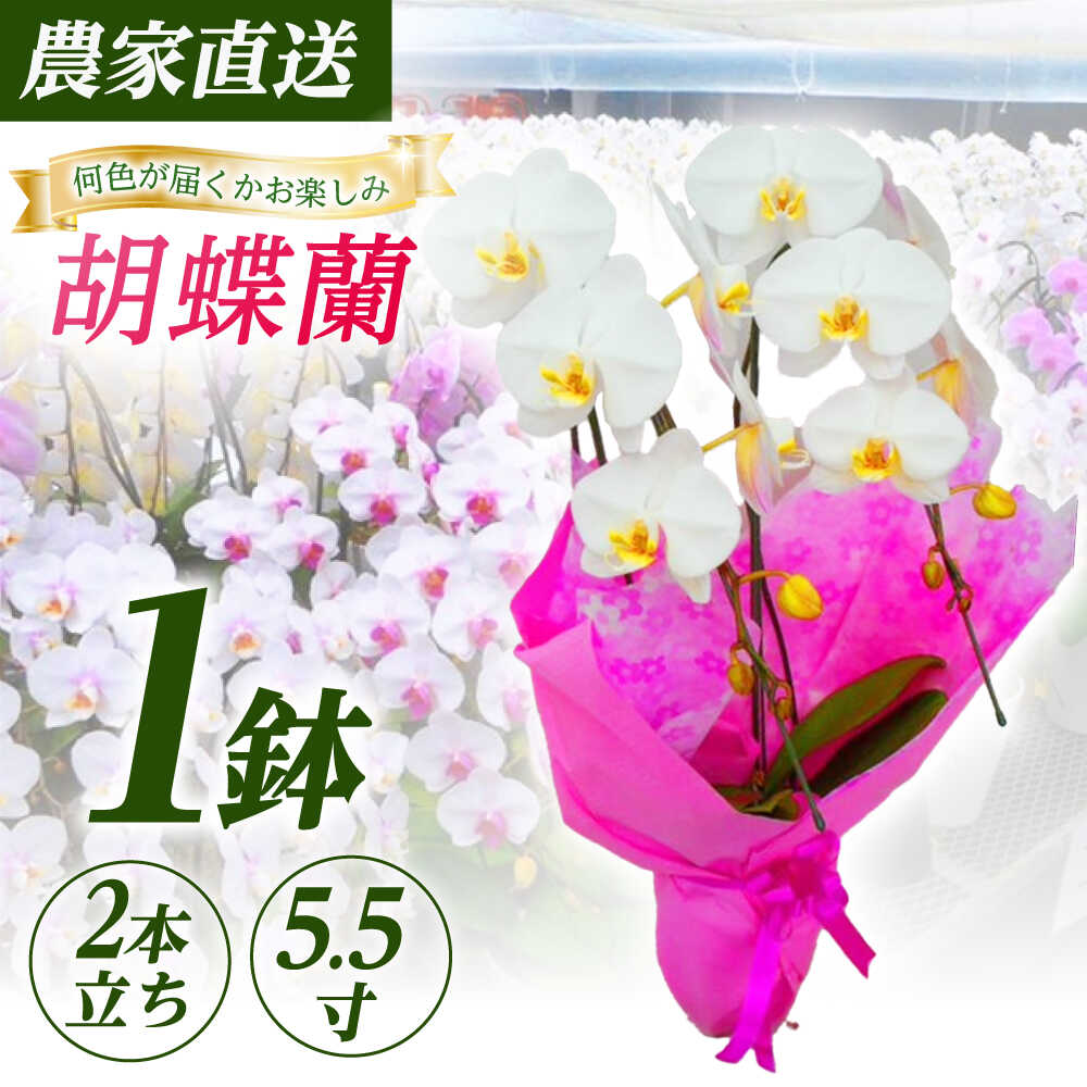 【ふるさと納税】【2本立ち5.5寸】生産農家直送！胡蝶蘭 1鉢【足柄金太郎洋蘭園】開成町 洋蘭 蘭 お花 生花 鉢花 鉢[BDAB006]