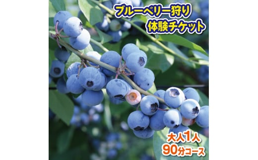 ブルーベリー 狩り 体験 チケット 大人 1人 90分 コース 思い出 農園 観光 フルーツ狩り 果物 徳島県 阿波市