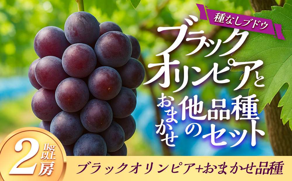 266.【品種はおまかせ】ブラックオリンピアと他品種のセット（種なし） 1kg以上※2025年8月下旬頃より順次発送予定 313726_AQ005