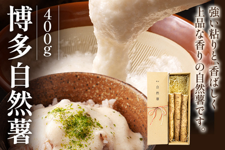 博多自然薯 400g 健康 健康的 栄養 自然薯 山芋 とろろ 粘り 強い粘り ネバネバ ご飯のお供 とろろご飯 とろろそば とろろ蕎麦 磯辺揚げ つみれ鍋 贈り物 常温 2025年12月上旬～2026年2月上旬順次発送