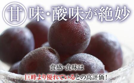 【先行予約】2025　ピオーネ 　粒つぶパックマン【訳ありパック】2パック 　約1キロ　長野県産【10月初旬頃～順次発送予定】 国際特許有機肥料栽培