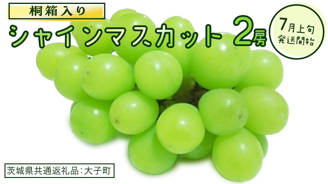 【桐箱入り】 シャインマスカット ２房 (茨城県共通返礼品：大子町) ぶどう 葡萄 マスカット フルーツ 果物 贈答用 ギフト 贈り物
