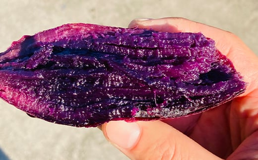 栽培期間中、農薬・化学肥料不使用 もちもち甘～い『ふくむらさき』 小～大混合 2kg さつまいも サツマイモ F3S-2638