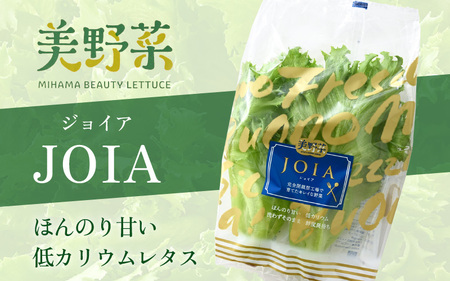 低カリウムレタス 美野菜 「JOIA」 10袋 クリーンルーム栽培 無農薬 鮮度長持ち 【野菜 生野菜 レタス サラダ お弁当 水耕栽培 洗わず食べられる 時短 付け合わせ】レタス フリルレタス 野菜