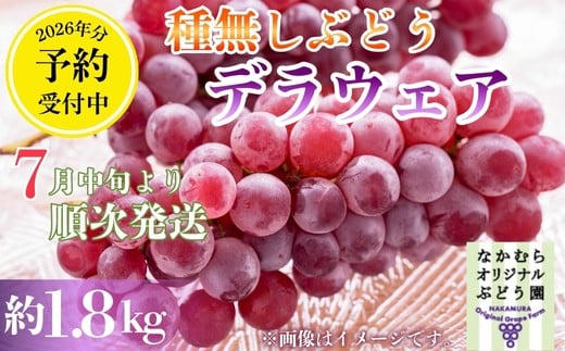 【2026年7月中旬～順次発送】デラウェア 1.8kg 中村オリジナルぶどう園 ｌ葡萄 ブドウ 小粒 果物 くだもの 果汁 ジューシー 産地直送 送料無料