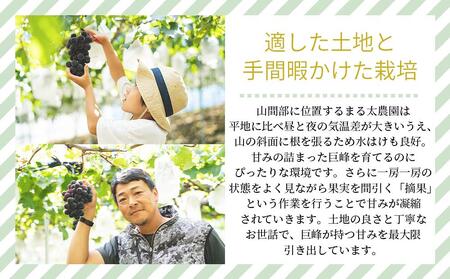 【先行予約】種なし巨峰　約２kg
