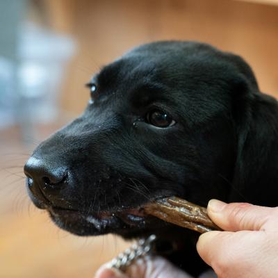 ふるさと納税 宍粟市 宍粟鹿肉100%　中〜大型犬向け犬の無添加おやつ　噛ませたい(ハードタイプ) O20 |  | 03