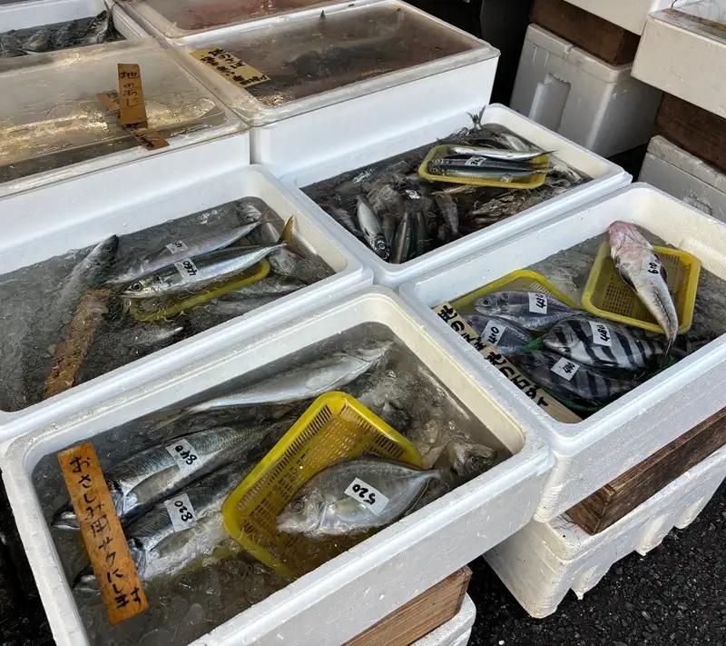 【下処理あり（うろこ・内臓を除去）】昭和24年創業の湘南大磯の魚屋が厳選した旬な鮮魚をお届け。10匹以上。内容はお任せ【 魚 神奈川県 大磯 湘南 特産品 贈答品 地魚 お歳暮・お中元 大磯グルメ 】