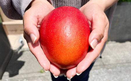 フルーツ 【優秀賞受賞】沖縄県産 完熟 マンゴー 贈答用 1kg (2〜3玉) BCAN001 