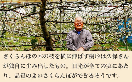 先行受付！旬のさくらんぼ 約500g［小布施屋］ 佐藤錦、紅秀峰、紅佐藤、紅香、サミット など くだもの 果物 サクランボ バラ詰め 令和8年産 【2026年6月中旬～7月中旬発送】[A-1]