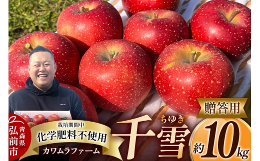 【26年10月下旬～発送】りんご 千雪 約10kg カワムラファーム【贈答用】青森 果物 フルーツ 林檎 リンゴ くだもの [アップル おいしい ちゆき お歳暮 お中元 ギフト プレゼント 果実 果物 赤色 贈り物 美味 林檎 弘前市]