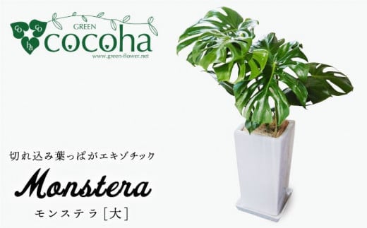 モンステラ （ 大 ） （ スクエアポット ） 糸島市 / cocoha [AWB021] 観葉植物 室内 大きい 観葉植物 緑 グリーン 暮らし インテリア 植物 鉢 おしゃれ 室内