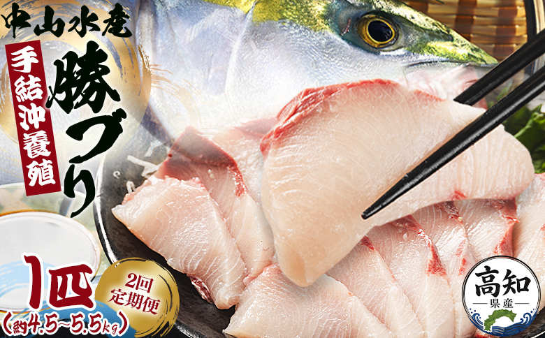 ブリ 鰤 1匹(5kg～6kg) 2回 定期便 海鮮 【先行申込】 - 勝ブリ 期間限定 魚 ぶり 鰤 寒ブリ 海鮮 鮮魚 魚介類 海の幸 ギフト お刺身 煮物  Wny-0015