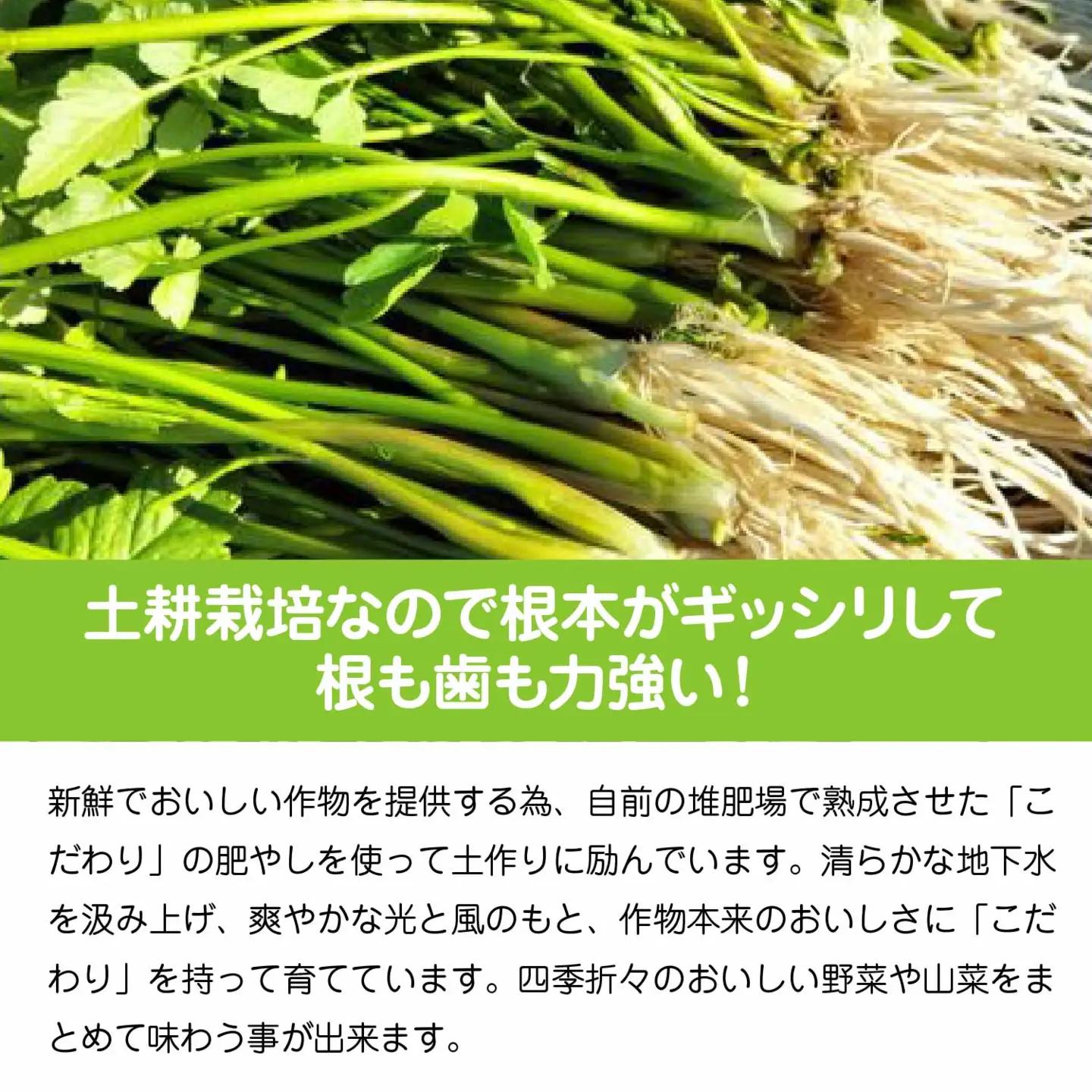 セリ 強い香りとシャキッとした歯応え 約1000g　300P3201