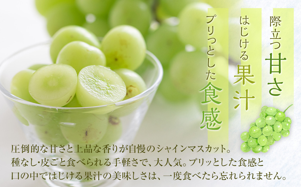 538.【先行予約】新甘泉2玉とシャインマスカット1房｜梨 なし 新甘泉 しんかんせん 産地直送 ぶどう シャインマスカット セット 鳥取県　※8月下旬～9月中旬頃に順次発送予定