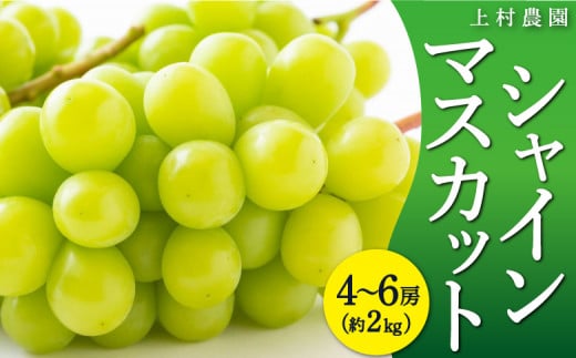 【先行予約】上村農園 (ハウス)シャインマスカット 4房から6房 (約2kg) 2025年7月中旬から8月上旬 出荷予定