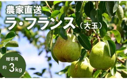 KL05-25A 洋梨 ラ・フランス【大玉】 約3kg（5～8玉） 贈答／10月中旬頃 発送 // 長野県 南信州 松川町 ギフト 洋梨 洋ナシ 洋なし ラフランス 農家直送 農家支援 贈答 大玉 果物 西洋梨 フルーツ