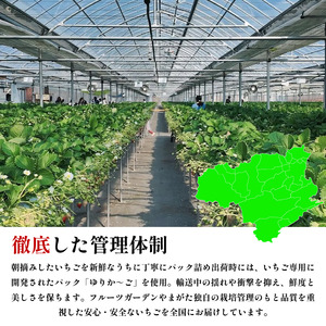 いちご うずしおベリー 4パック 800g いちご