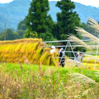 ふるさと納税 三条市 有機JAS認証 令和7年産 八木ヶ鼻舞い オーガニックなコシヒカリ 精米 3kg【012S022】 |  | 02