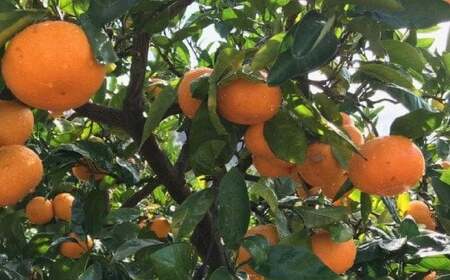 ＜11月上旬～＞農園直送!完熟有田みかん【サイズ混合】10kg+200g農園直送！完熟有田みかん　10kg＜ 11月発送（11月上旬～11月下旬）＞※北海道・沖縄・離島配送不可【ard004C-11】