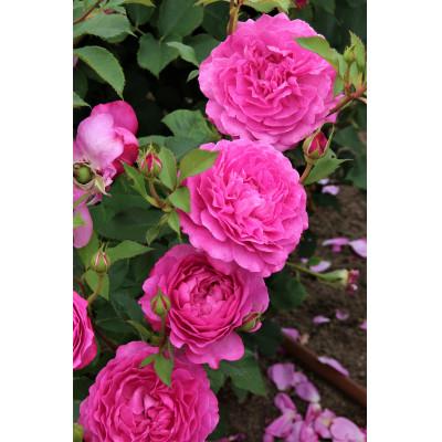 ふるさと納税 枚方市 京阪園芸 バラ 鉢植え (未開花) 2鉢セット |  | 02