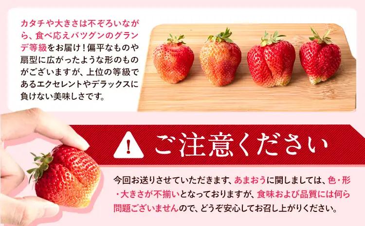 あまおう 1000g いちご 先行予約