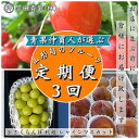 【ふるさと納税】【定期便3回】青果仲買人が選ぶ！山形旬のフルーツ3選！[さくらんぼ・秋姫・シャインマスカット]【令和6年産先行予約】FS23-891