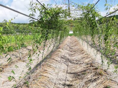 自然薯の種芋「むかご一本苗20g台～」10本 殺菌剤処理済み 優良系統種 那須町 〔A-21〕 ※2024年3月上旬頃より順次発送予定