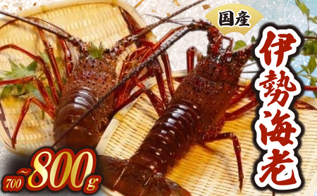 天然伊勢海老700g以上 伊勢海老エビエビエビエビ