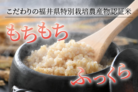 【令和5年産】《定期便12回》 特別栽培米 ミルキークイーン 玄米  5kg （計60kg） 農薬不使用 化学肥料不使用 ／ 高品質 鮮度抜群 福井県産 ブランド米 あわら産 ブランド米