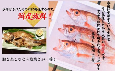 【2026年8月以降発送】天然のどくろ (アカムツ) 6尾 約2kg 先行予約 鮮度抜群！水揚げ直後に発送 高級魚 生 刺身 煮付け 下処理可能 魚正 日本海 刺身 ノドグロ のどぐろ 赤ムツ