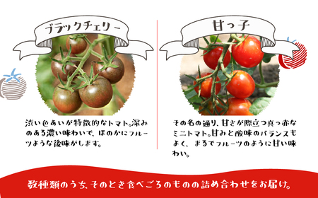 《2026年先行予約》 雪解け水で育ったカラフルな濃厚ミニトマト 2kg トマト 長九郎農園 [A0008_26] syun116