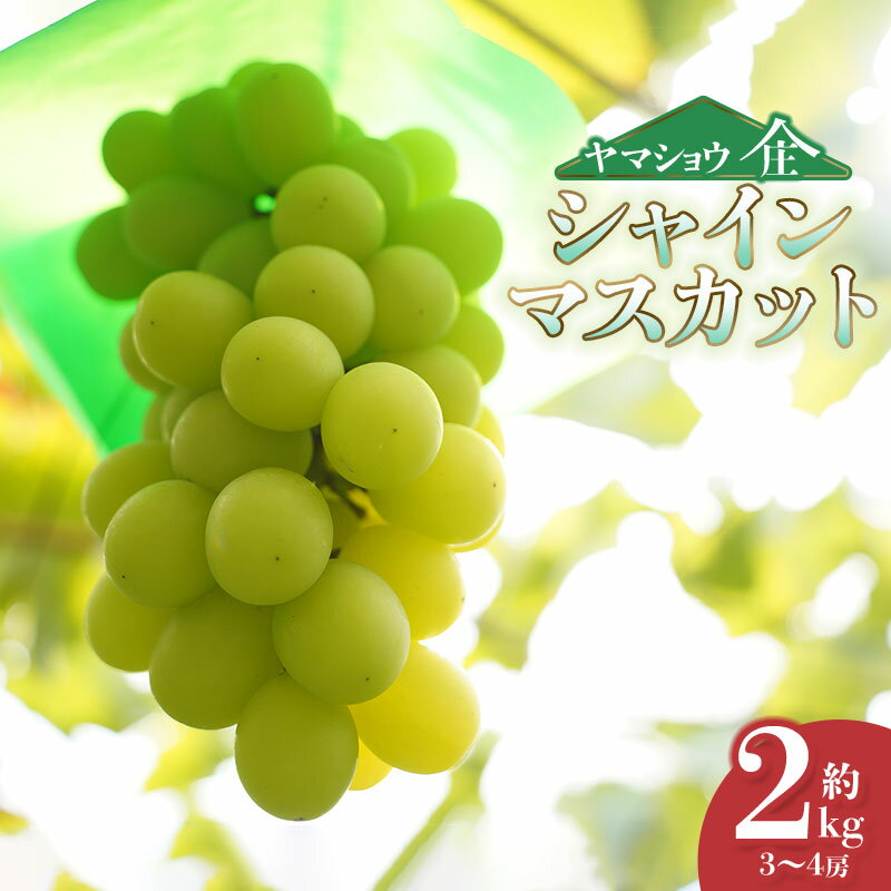 【ふるさと納税】【令和7年産先行予約】シャインマスカット　約2kg（3〜4房） 白品種ぶどう 葡萄　ヤマショウ