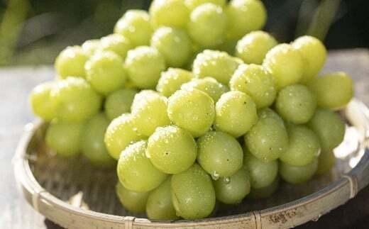 【2026年先行予約】 シャインマスカット 約1.8kg ≪2026年9月下旬～順次発送≫ 塩尻市産 | シャイン ぶどう 葡萄 ブドウ くだもの 果物 フルーツ マスカット しゃいん ますかっと 先行 先行予約 旬 塩尻 長野 信州