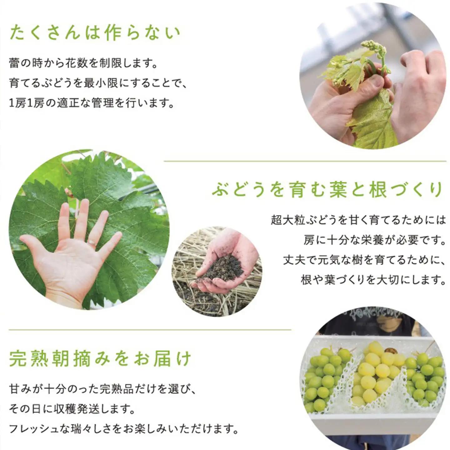 完熟朝摘みシャインマスカット 2房（1.2㎏）　シャインマスカット 夏ぶどう【7月下旬より発送】