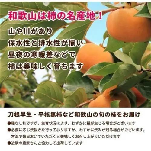 【訳あり・家庭用】 たねなし柿 約1kg【刀根早生・平核無柿(ひらたねなしかき)】【1667386】