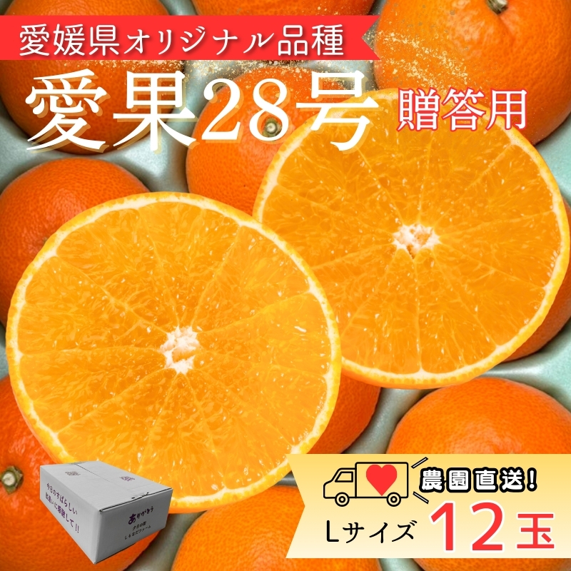 みかん 愛果28号 Lサイズ 12玉 贈答用 紅まどんなと同一品種 農園直送 先行予約 【11月中旬から順次発送予定】 愛媛 数量限定 愛媛県産 人気 柑橘 伊予市｜ B531