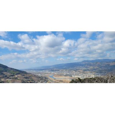 ふるさと納税 橋本市 【先行受付】和歌山県産(刀根早生)贈答用3kg |  | 02