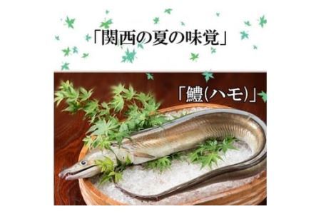 186 プレミア和歌山の辰ヶ鱧！鱧の湯引き２人前(B186-1)