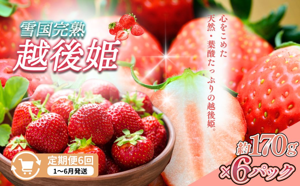 定期便 6回【1～6月発送】雪国完熟越後姫 170g×6全6回 定期配
