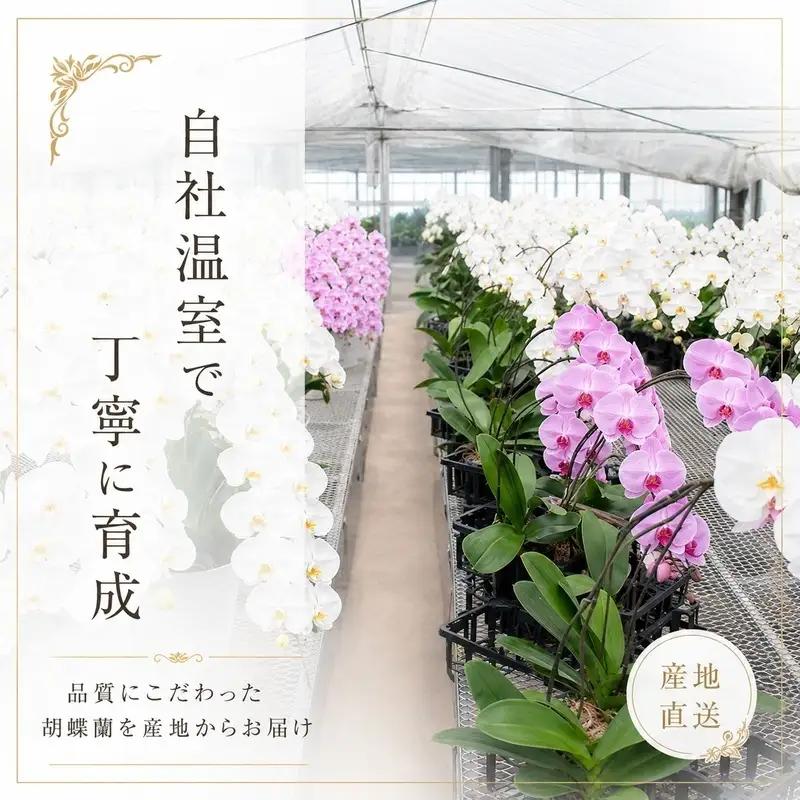 胡蝶蘭 ミディ 2本立 選べる花色 胡蝶蘭