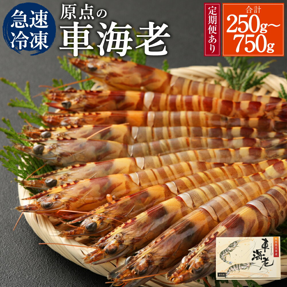 【ふるさと納税】原点の車海老 急速冷凍 250g～750g 8〜30尾 選べる内容量 定期便あり 250g（8～10尾）×3回 3ヶ月定期便 くるまえび 海老 えび 車海老 海鮮 国産 九州産 熊本県産 冷凍 送料無料